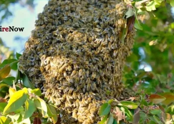 bee attack