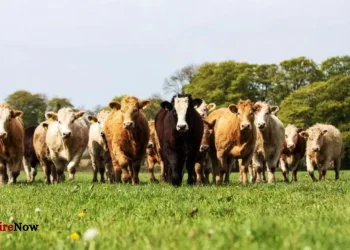 farmers ireland