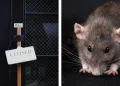 rat in ireland school food (2)