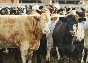 ballydehob man charged with over €50,000 in cattle thefts